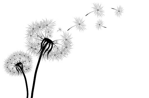 Black silhouette with flying dandelion buds . Vector illustration on a white background