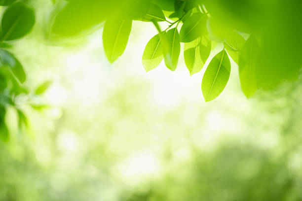 istock Beautiful nature view green leaf on blurred greenery background under sunlight with bokeh and copy space using as background natural plants landscape, ecology wallpaper concept. 1289044147