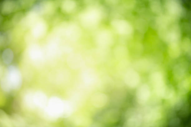 istock Abstract blurred out of focus and blurred green leaf background under sunlight with bokeh and copy space using as background natural plants landscape, ecology wallpaper and cover concept. 1289044206