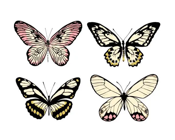 Vector illustration of A set of 4 realistic butterflies made in the same style. Butterflies isolated on white background. Vector illustration