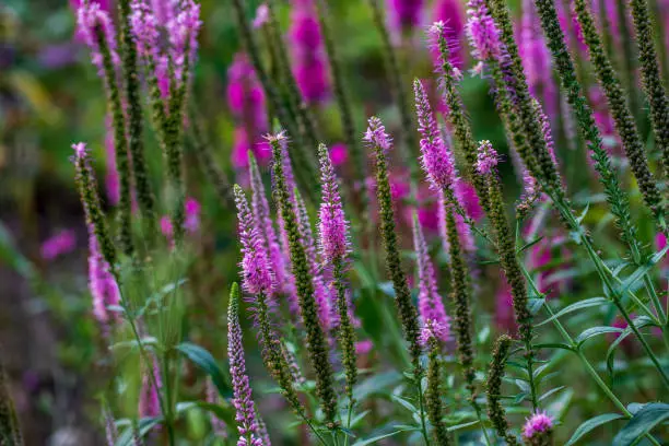 View of pink veronica longifolia garden longleaf speedwell on the summer meadow. Photography of lively nature.