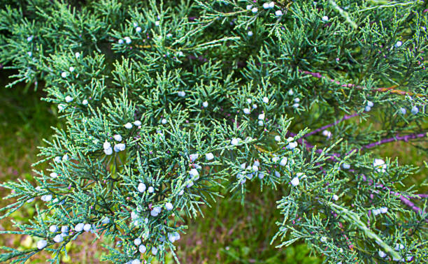 istock Branches of a juniper. Fon. Beautiful background. Banner. Peaceful nature. 1289045612