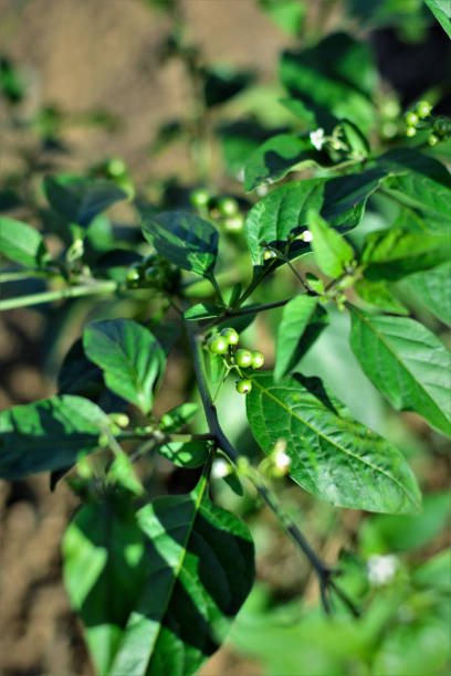 istock Solanum americanum growing in the field 1289045932