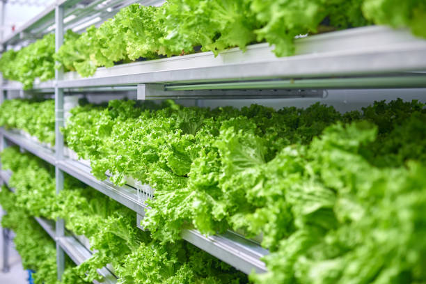 istock Close-up of Planting Lettuce at Shelf 1289045949