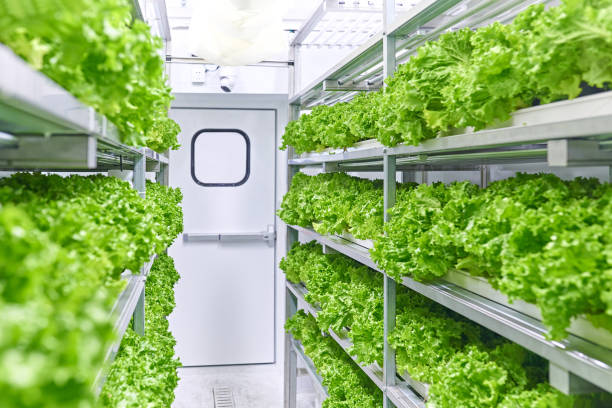 выращивание овощей в грузовом контейнере - hydroponics laboratory agriculture vegetable стоковые фото и изображения