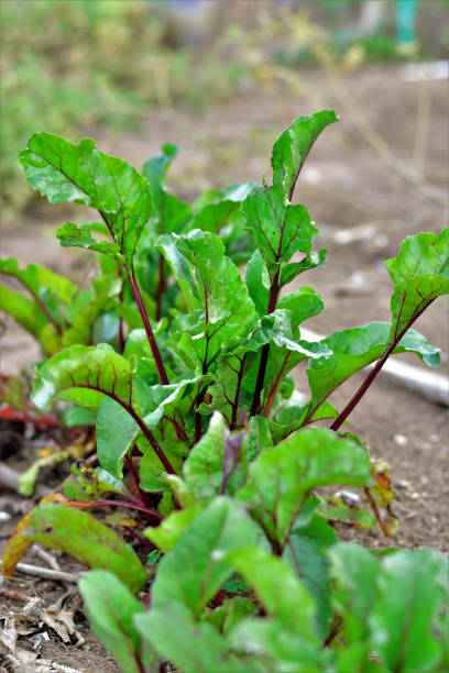 istock In the vegetable garden various new betas growing 1289046142