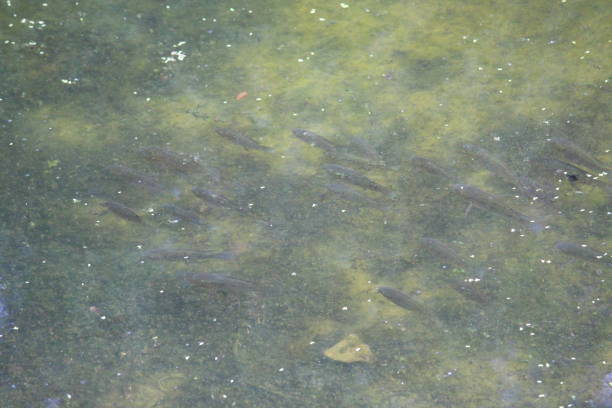 istock Aqua life of fresh water 1289046236