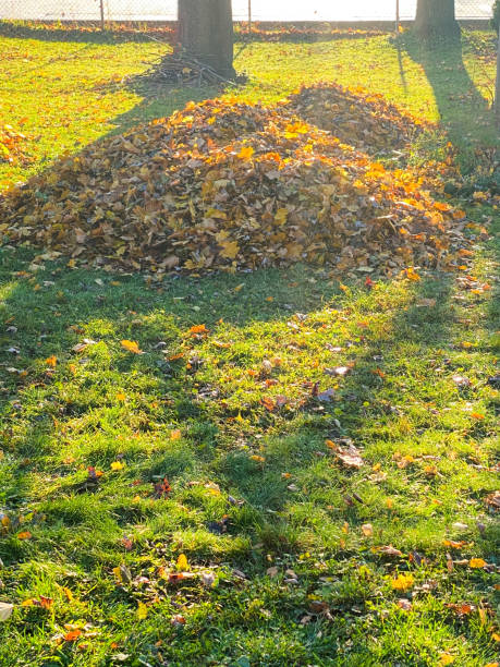 istock A Backyard With Fall Leaves Raked Into A Big Pile 1289047385