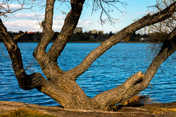 A view of a coast of a vast river or lake covered from all sides with reeds, old trees, forests, moors, as well as grassy islands inhabited by various birds and other animals seen in Poland