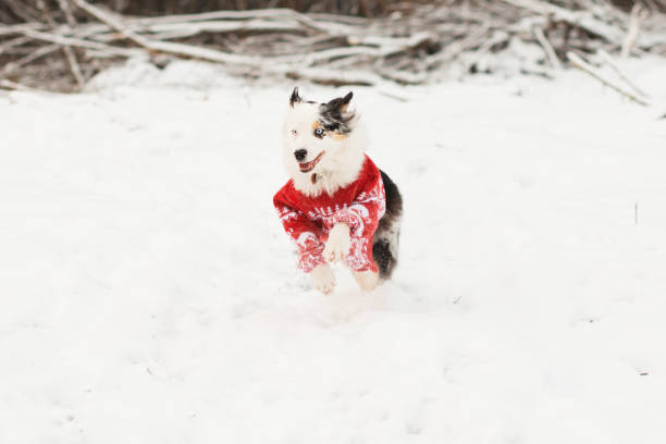 istock Australian shepherd in christmas sweater running in winter forest. 1289051622