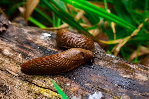 Close up view of common brown Spanish slug on wooden log outside. Big slimy brown snail slugs crawling in the garden
