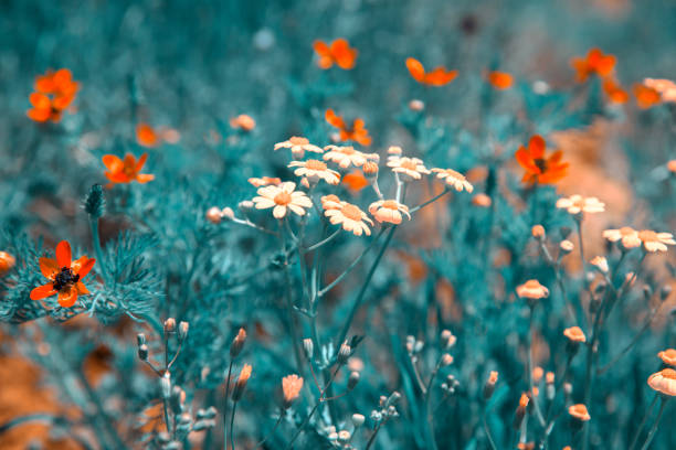 yellow and orange flowers in field background