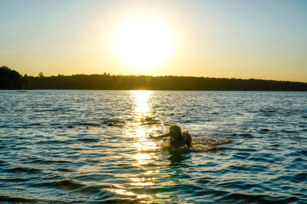 istock Dog swims in lake at sunset 1289052906