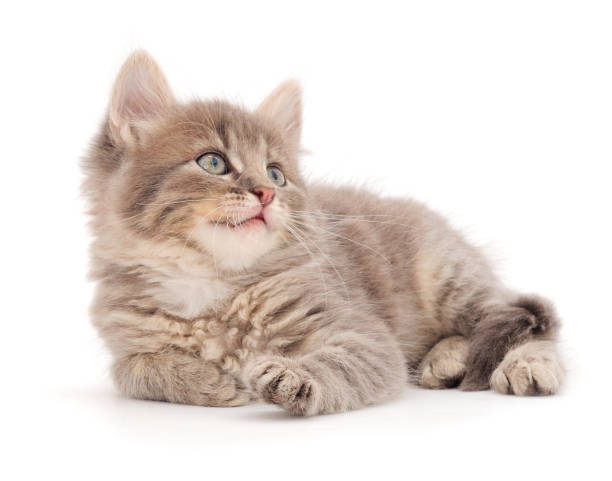 istock Little gray kitten lies. 1289053816
