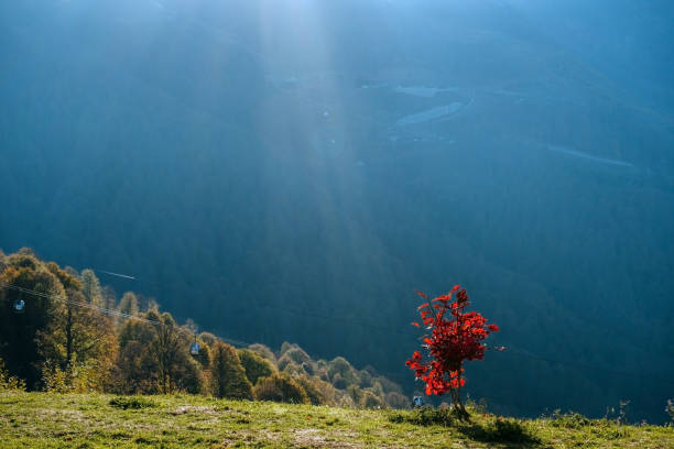 scenic view with autumn hills and forest  on a blurred high mountains