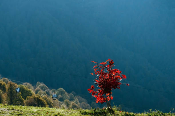 scenic view with autumn hills and forest  on a blurred high mountains