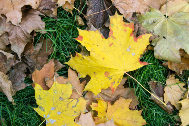 istock autumn leaves on grass yellow and brown 1289055093
