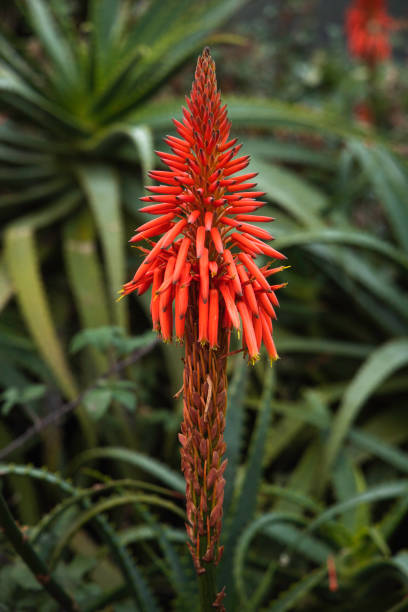 istock red and yellow tropical flower close up 1289055457