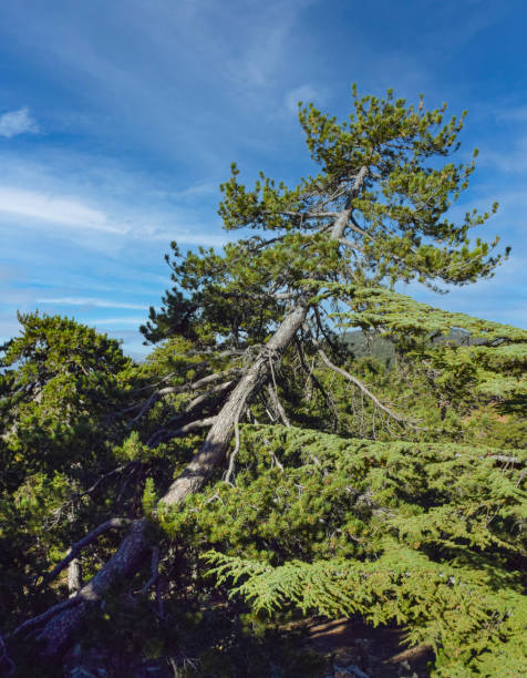 istock mountain landscape with tree in Cyprus on a Sunny summer day 1289055571
