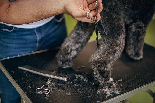 One young man, pet groomer, using scissors to cut a gray poodle fur in grooming salon.