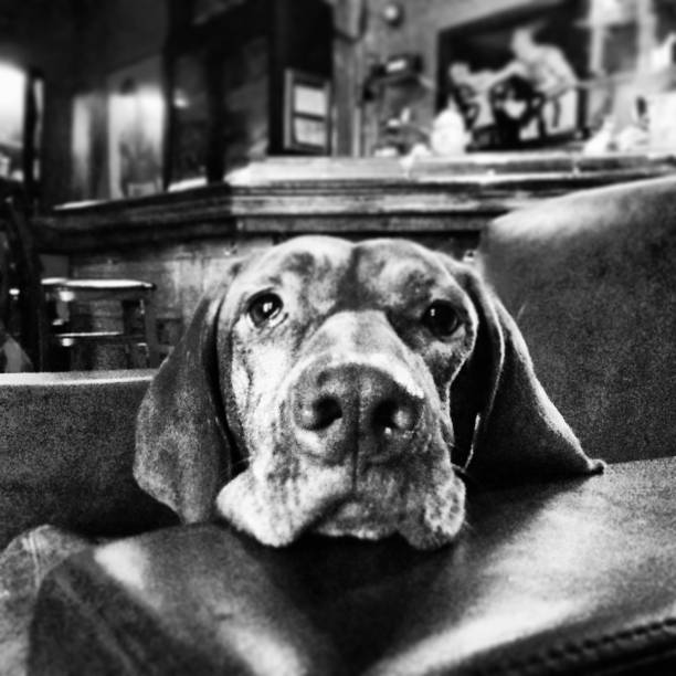 A black and white portrait of a White-faced senior vizsla dog staring at the camera while begging at the table at a diner