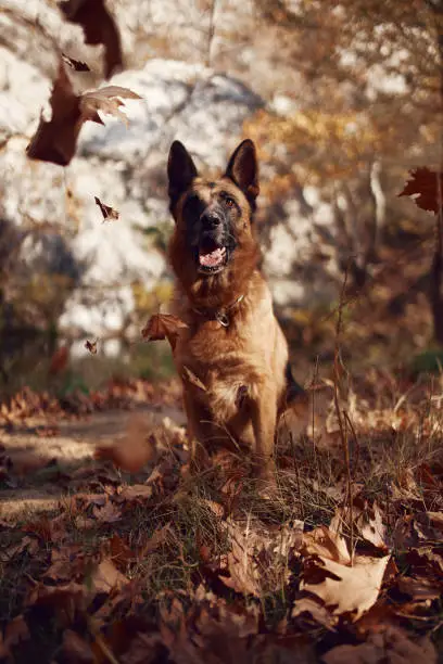 portrait of a german shepherd dog