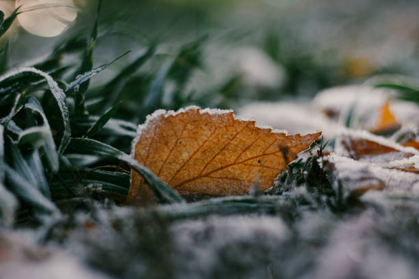 istock fallen leaves covered with frost 1289057791