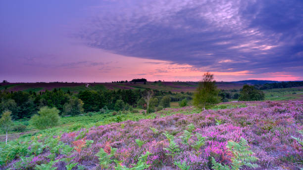 istock Sunrise and heather on Rockford Common, New Forest 1289059447