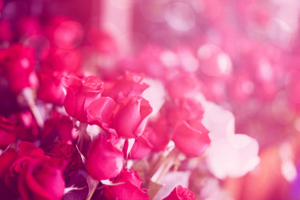букет роз - dozen roses rose flower arrangement red стоковые фото и изображения