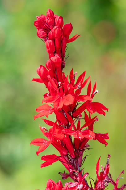 Cardinal flower (lobelia cardinalis) Close up of a red cardinal flower (lobelia cardinalis) in bloom lobelias stock pictures, royalty-free photos & images