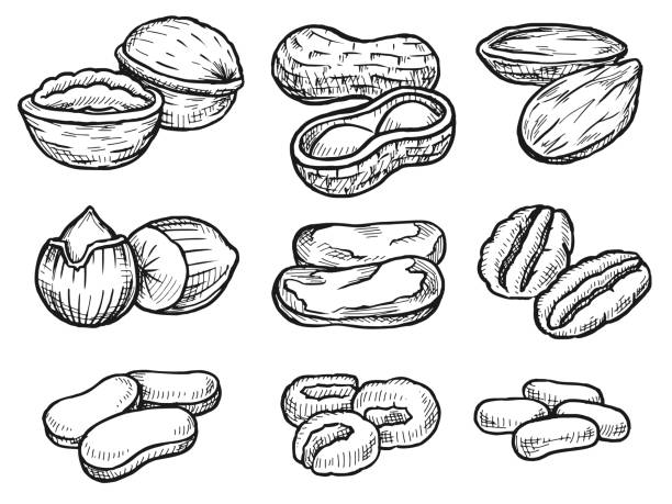 nüsse handgezeichnet set - walnut nut nutshell peanut stock-grafiken, -clipart, -cartoons und -symbole