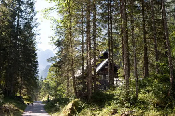 wooden cabin in the forest in Ramsau am Dachstein, Styria, Austria