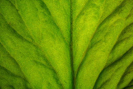 Detailed close up of a back lit green leaf showing the leaf veins
