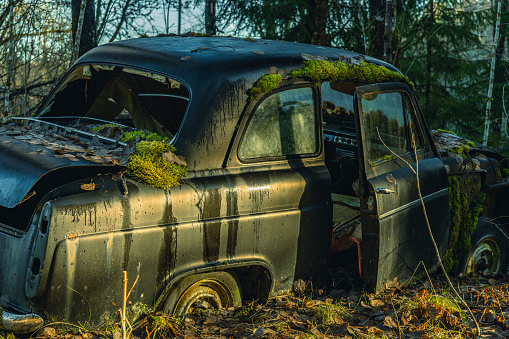 Side view of an old British car in evening sunlight, abandoned in a forest in Sweden. Rusty, decayed and covered with green moss