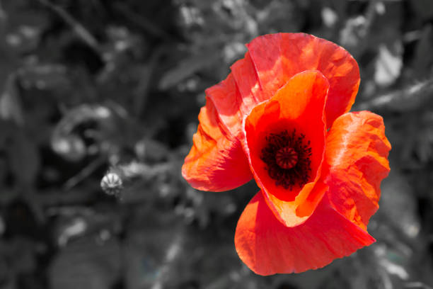 istock Single red poppy on a field with copy space. Black and white background 1289062688