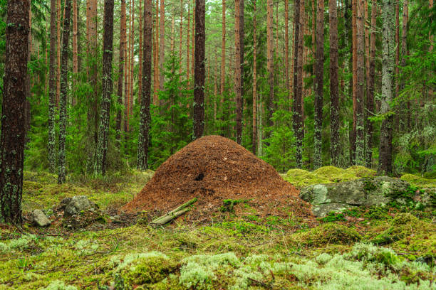 Large anthill from wood ants in a fir and pine forest in Sweden stock photo