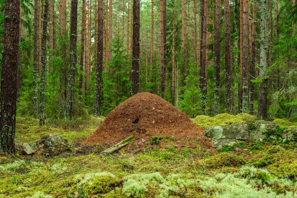 Large anthill from pine needles in the middle of a lush green fir and pine forest in Sweden, with green moss covering the forest floor