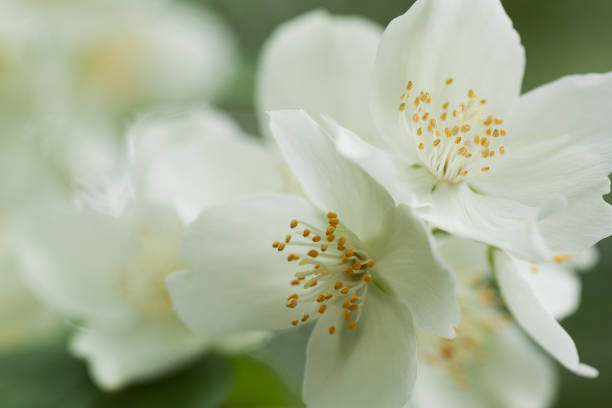 istock spring jasmine branch with delicate white flowers 1289063462