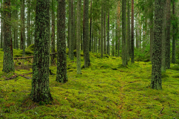 istock Beautiful pine and fir forest with moss on the forest floor 1289063736