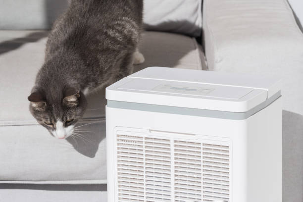 istock Domestic cat sitting next to air purifier 1289063793