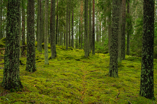 Beautiful and peaceful pine and fir forest in Sweden, with green moss covering the forest floor