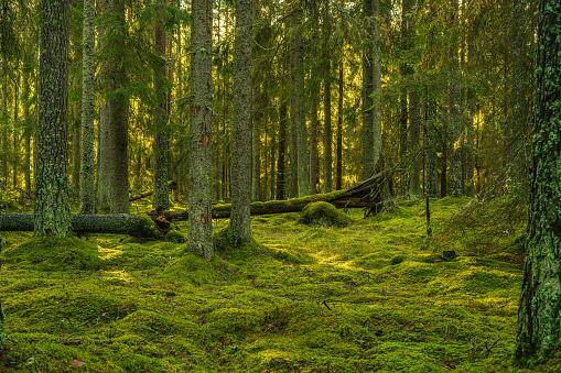 Beautiful green pine and fir forest in Sweden. With a thick layer of green moss growing on the forest floor and on a a fallen tree