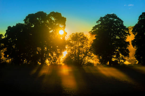 Bright sunshine filtered through grove of trees