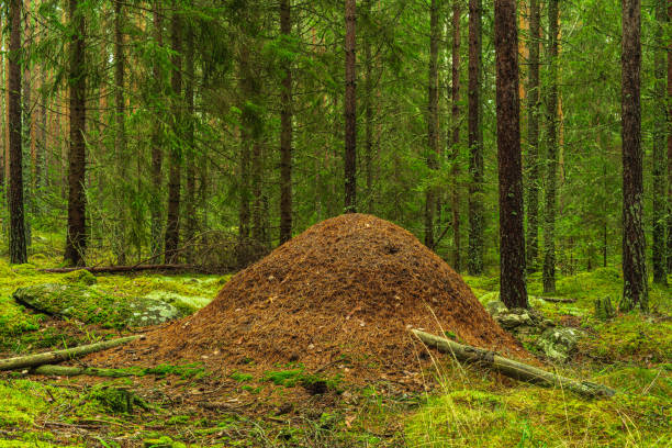 istock Large anthill in a fir and pine forest in Sweden 1289064573