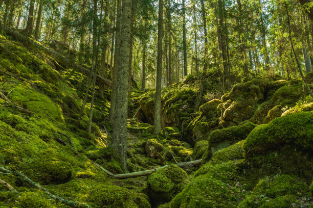 istock Wild grown forest up a moss covered mountainside in Sweden 1289064661