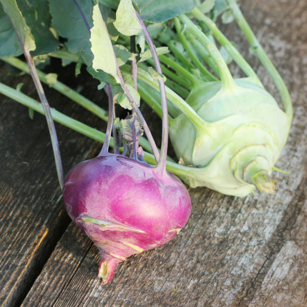 fresh purple and white kohlrabi with green leaves on wooden backround - kohlrabi turnip kohlrabies cabbage imagens e fotografias de stock