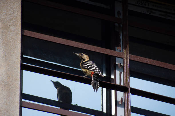 a woodpecker is playing with his own reflection on a glass window