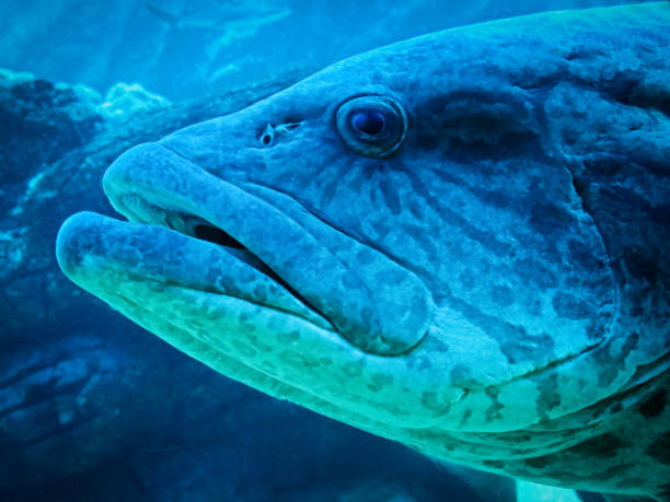 istock saltwater_fish_closeup.jpg 1289065257