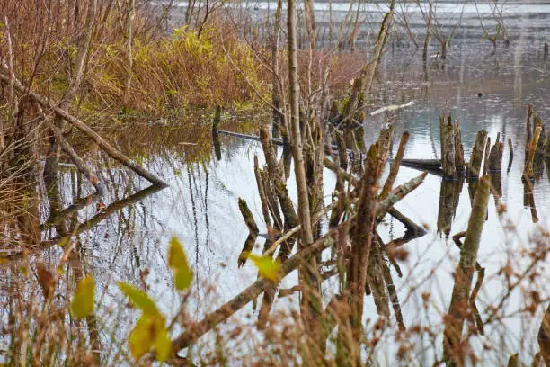 The Moor's habitat in which many animals and plants are native.