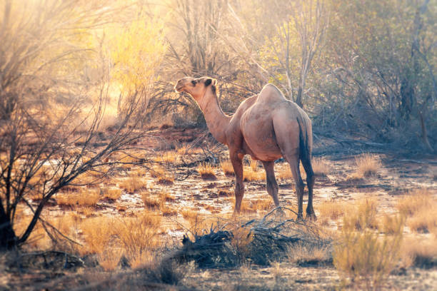 einsames kamel im australischen outback - camel dromedary camel desert alice springs stock-fotos und bilder